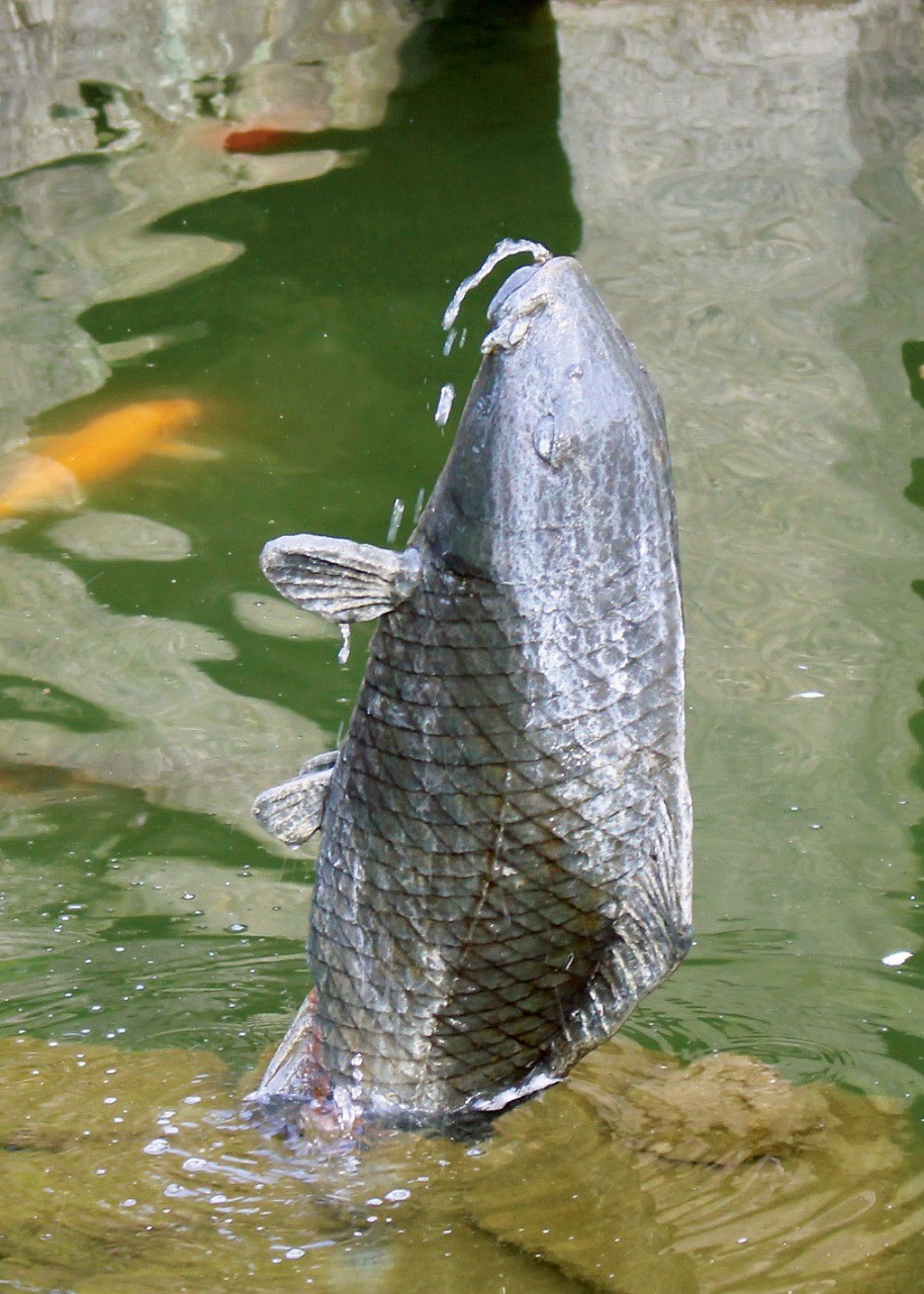 「知立神社 片目の鯉」の画像検索結果