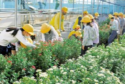 吉浜小学校の児童が菊の栽培を担う。